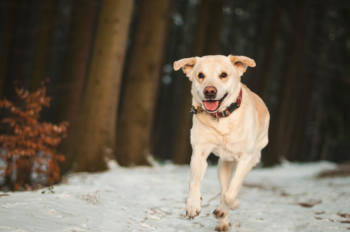 Labrador dog running
